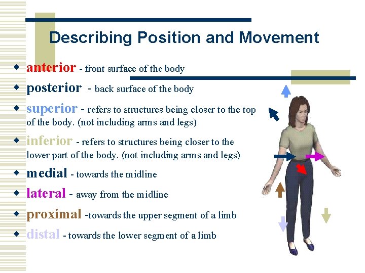 Describing Position and Movement w anterior - front surface of the body w posterior