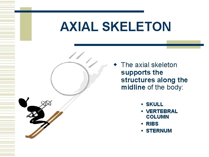 AXIAL SKELETON w The axial skeleton supports the structures along the midline of the
