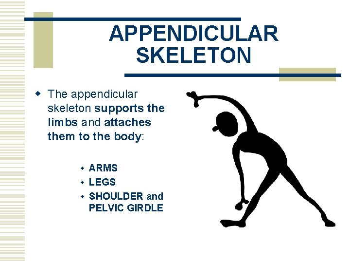 APPENDICULAR SKELETON w The appendicular skeleton supports the limbs and attaches them to the