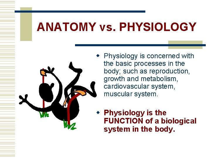 ANATOMY vs. PHYSIOLOGY w Physiology is concerned with the basic processes in the body;