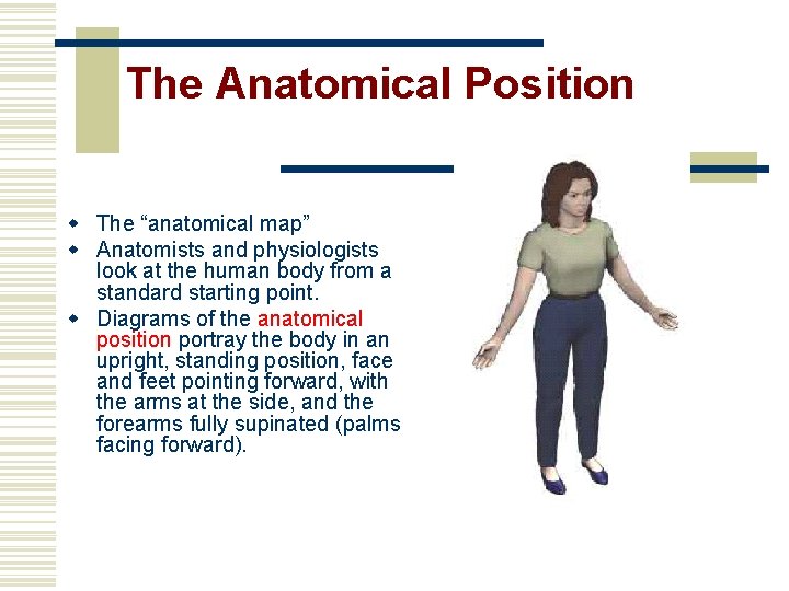 The Anatomical Position w The “anatomical map” w Anatomists and physiologists look at the