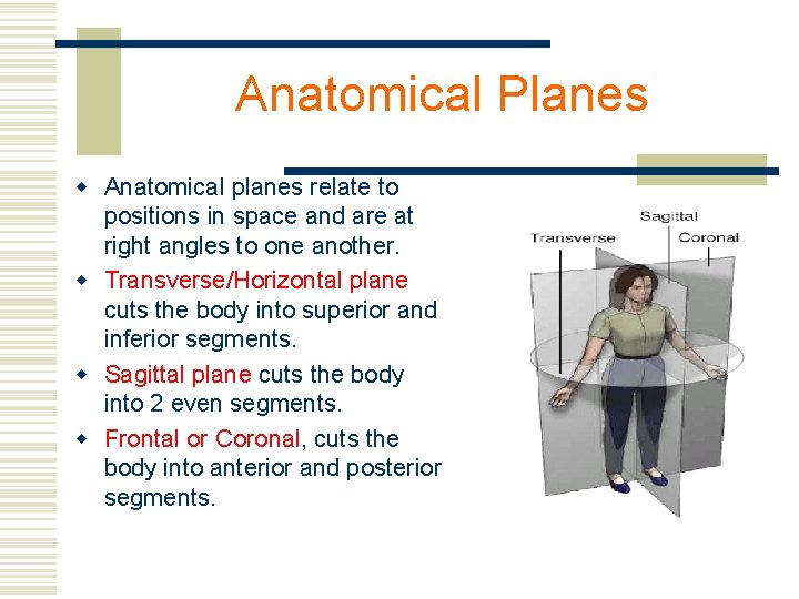 Anatomical Planes w Anatomical planes relate to positions in space and are at right