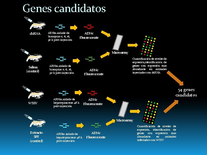 Genes candidatos ds. RNA ARNm aislado de branquias 0, 6, 16, 30 h post-inyección