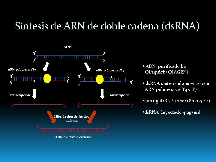 Síntesis de ARN de doble cadena (ds. RNA) ADN 5’ 3’ 3’ 5’ ARN