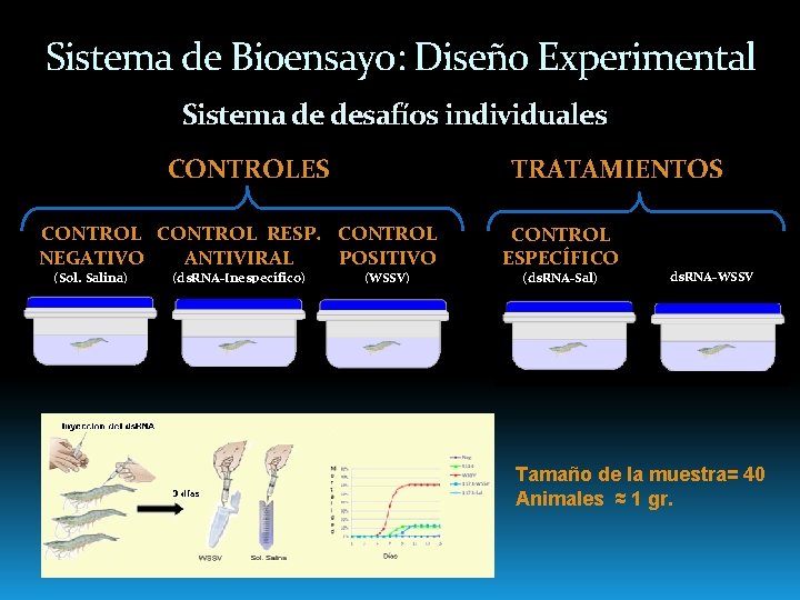 Sistema de Bioensayo: Diseño Experimental Sistema de desafíos individuales CONTROLES TRATAMIENTOS CONTROL RESP. CONTROL