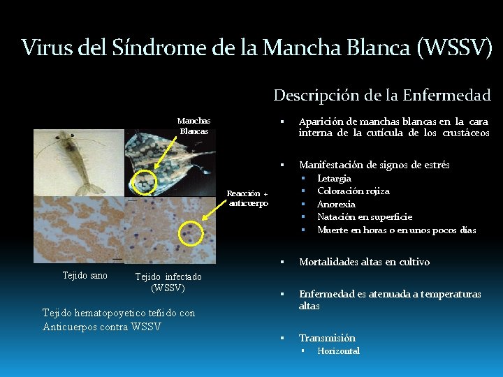 Virus del Síndrome de la Mancha Blanca (WSSV) Descripción de la Enfermedad Manchas Blancas