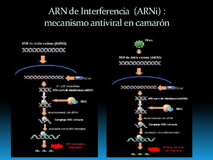 ARN de Interferencia (ARNi) : mecanismo antiviral en camarón 21 a 23 nucleótidos ARN