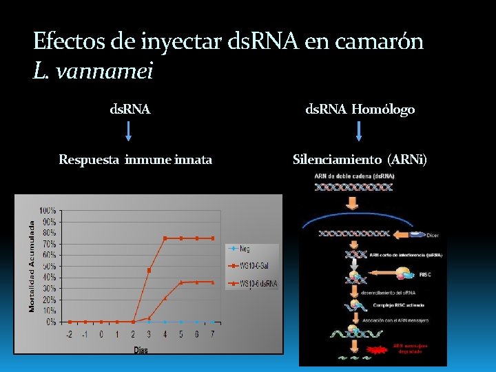 Efectos de inyectar ds. RNA en camarón L. vannamei ds. RNA Respuesta inmune innata