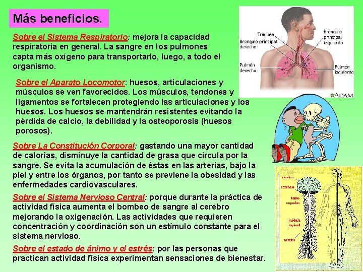 Más beneficios. Sobre el Sistema Respiratorio: Respiratorio mejora la capacidad respiratoria en general. La