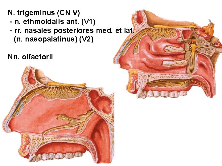 N. trigeminus (CN V) - n. ethmoidalis ant. (V 1) - rr. nasales posteriores N. trigeminus (CN V) - n. ethmoidalis ant. (V 1) - rr. nasales posteriores