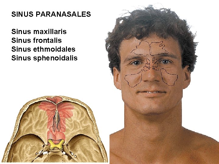 SINUS PARANASALES Sinus maxillaris Sinus frontalis Sinus ethmoidales Sinus sphenoidalis 