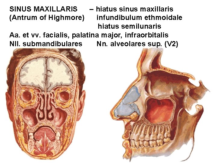 SINUS MAXILLARIS – hiatus sinus maxillaris (Antrum of Highmore) infundibulum ethmoidale hiatus semilunaris Aa.