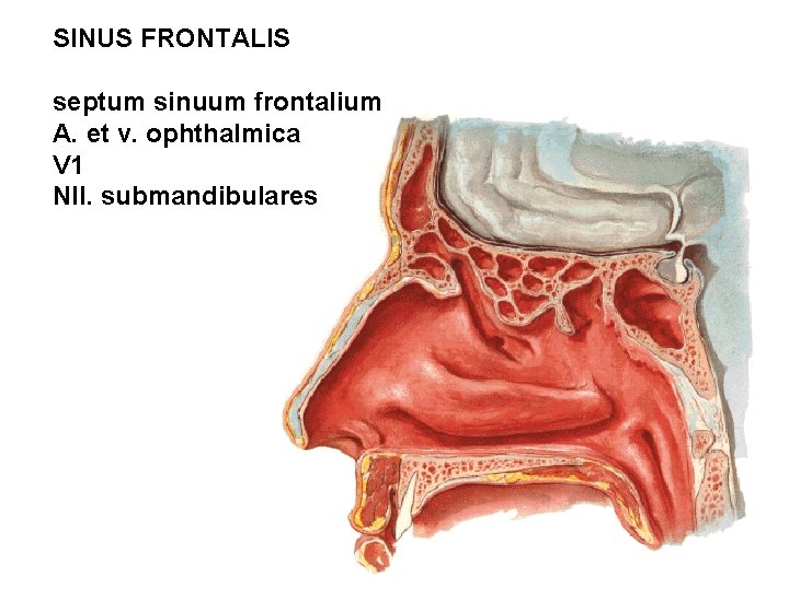 SINUS FRONTALIS septum sinuum frontalium A. et v. ophthalmica V 1 Nll. submandibulares SINUS FRONTALIS septum sinuum frontalium A. et v. ophthalmica V 1 Nll. submandibulares