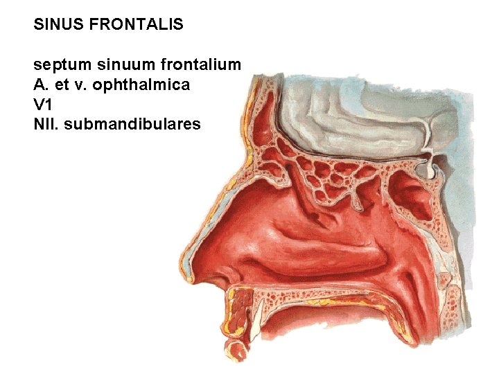 SINUS FRONTALIS septum sinuum frontalium A. et v. ophthalmica V 1 Nll. submandibulares 