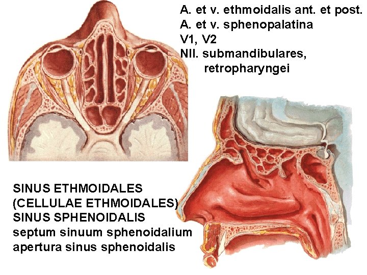 A. et v. ethmoidalis ant. et post. A. et v. sphenopalatina V 1, V