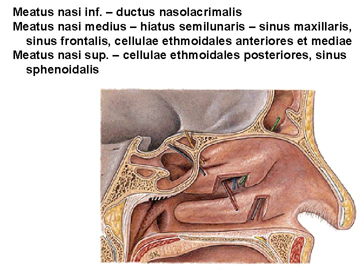 Meatus nasi inf. – ductus nasolacrimalis Meatus nasi medius – hiatus semilunaris – sinus