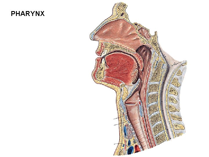 PHARYNX PHARYNX