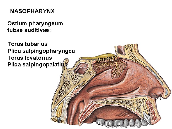 NASOPHARYNX Ostium pharyngeum tubae auditivae: Torus tubarius Plica salpingopharyngea Torus levatorius Plica salpingopalatina 