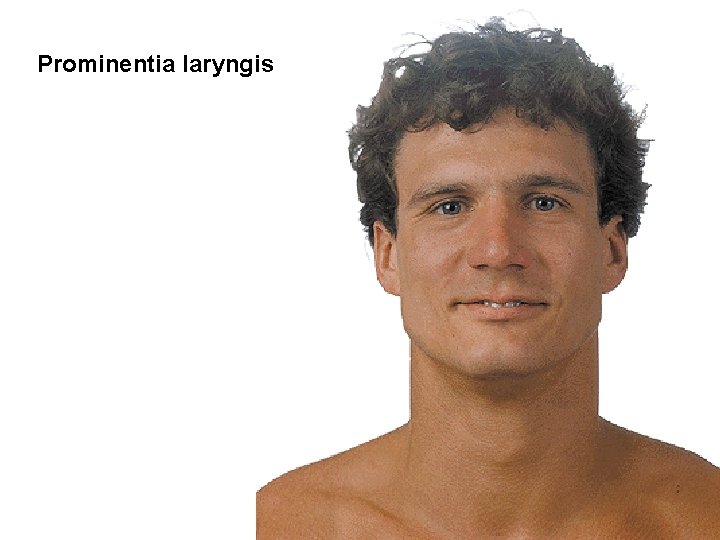 Prominentia laryngis 
