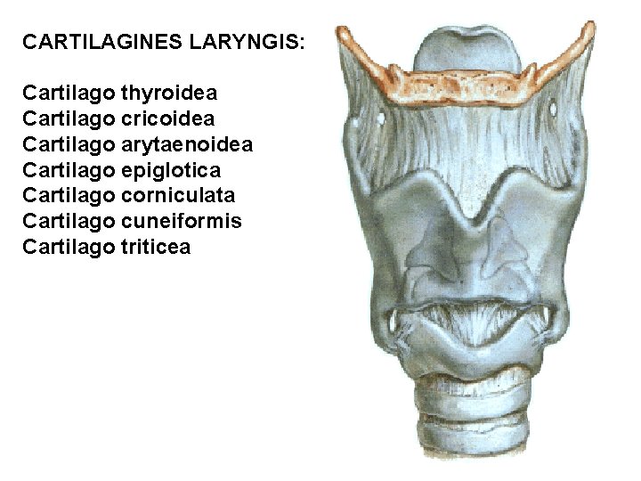 CARTILAGINES LARYNGIS: Cartilago thyroidea Cartilago cricoidea Cartilago arytaenoidea Cartilago epiglotica Cartilago corniculata Cartilago cuneiformis