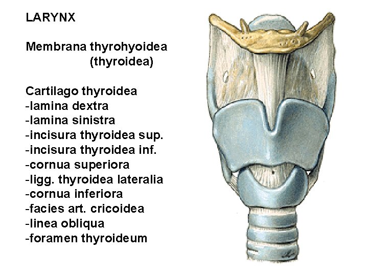 LARYNX Membrana thyrohyoidea (thyroidea) Cartilago thyroidea -lamina dextra -lamina sinistra -incisura thyroidea sup. -incisura LARYNX Membrana thyrohyoidea (thyroidea) Cartilago thyroidea -lamina dextra -lamina sinistra -incisura thyroidea sup. -incisura