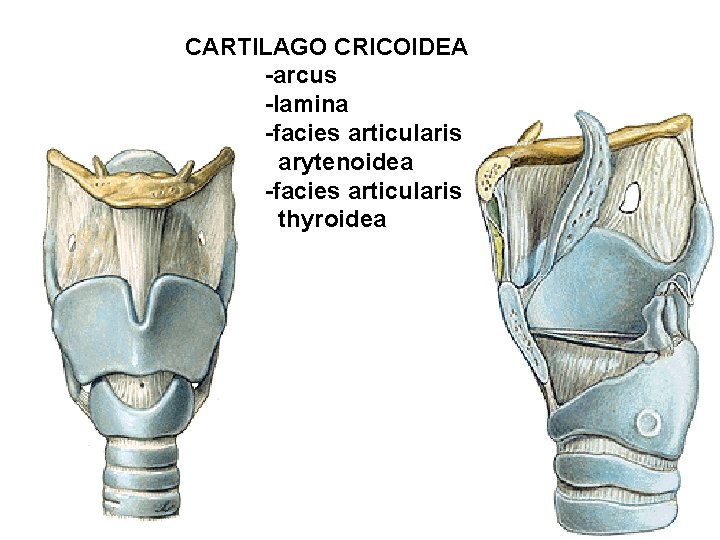 CARTILAGO CRICOIDEA -arcus -lamina -facies articularis arytenoidea -facies articularis thyroidea 