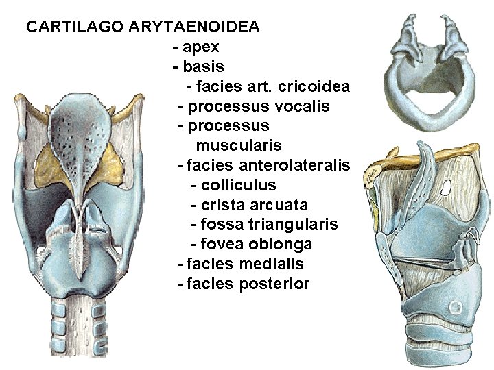 CARTILAGO ARYTAENOIDEA - apex - basis - facies art. cricoidea - processus vocalis -