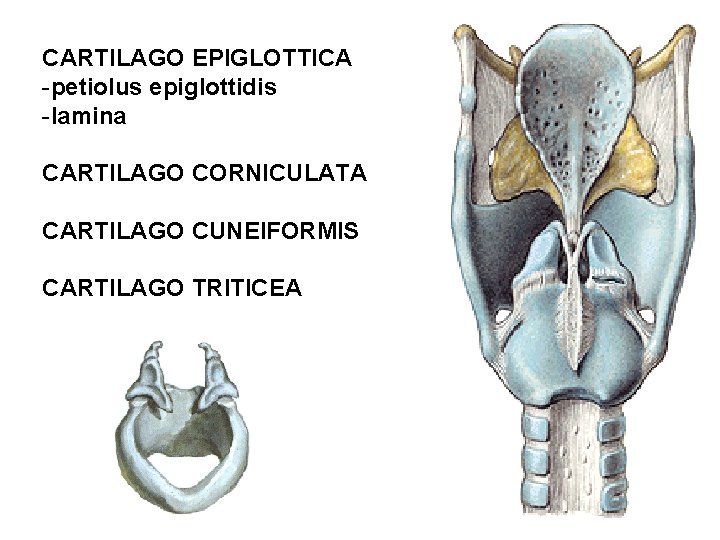 CARTILAGO EPIGLOTTICA -petiolus epiglottidis -lamina CARTILAGO CORNICULATA CARTILAGO CUNEIFORMIS CARTILAGO TRITICEA CARTILAGO EPIGLOTTICA -petiolus epiglottidis -lamina CARTILAGO CORNICULATA CARTILAGO CUNEIFORMIS CARTILAGO TRITICEA