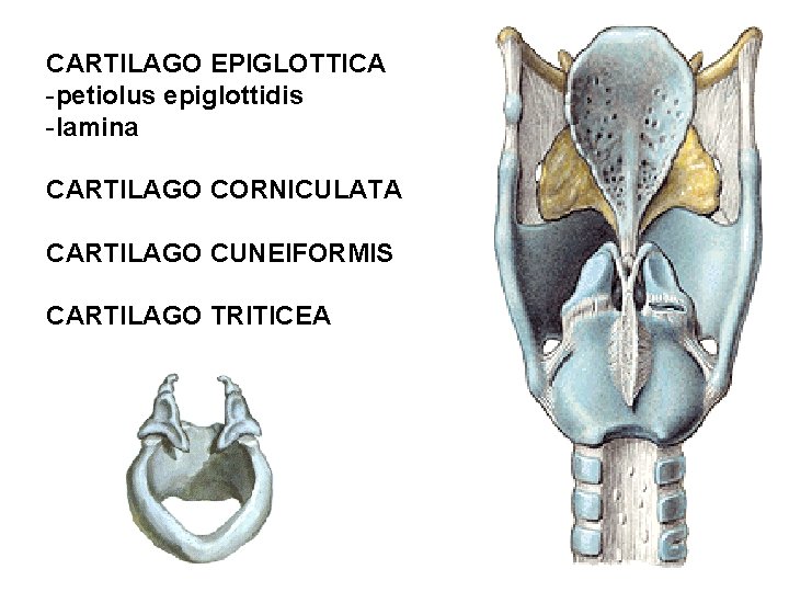 CARTILAGO EPIGLOTTICA -petiolus epiglottidis -lamina CARTILAGO CORNICULATA CARTILAGO CUNEIFORMIS CARTILAGO TRITICEA 