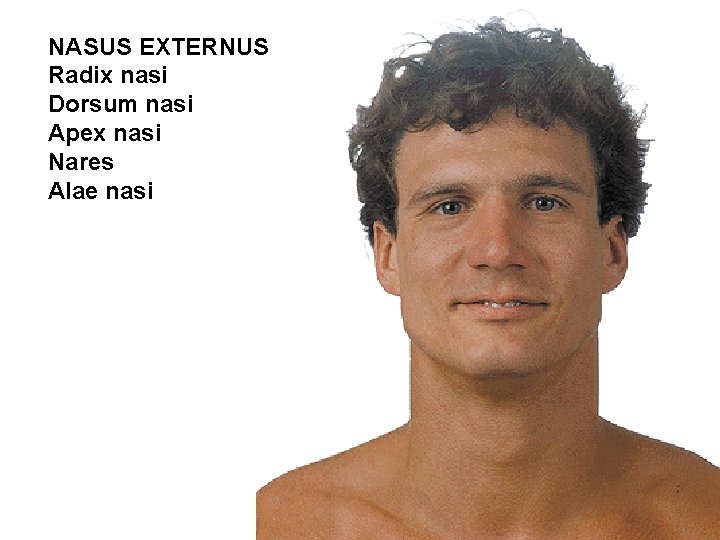 NASUS EXTERNUS Radix nasi Dorsum nasi Apex nasi Nares Alae nasi NASUS EXTERNUS Radix nasi Dorsum nasi Apex nasi Nares Alae nasi