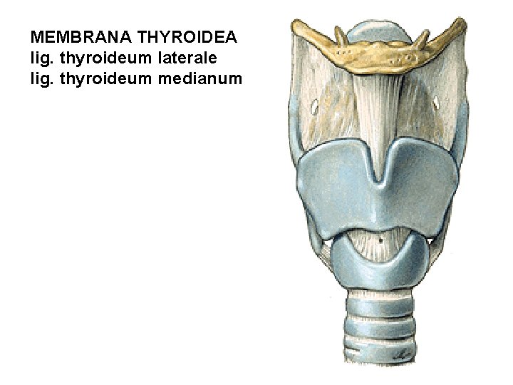 MEMBRANA THYROIDEA lig. thyroideum laterale lig. thyroideum medianum MEMBRANA THYROIDEA lig. thyroideum laterale lig. thyroideum medianum