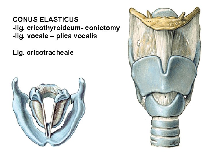 CONUS ELASTICUS -lig. cricothyroideum- coniotomy -lig. vocale – plica vocalis Lig. cricotracheale 