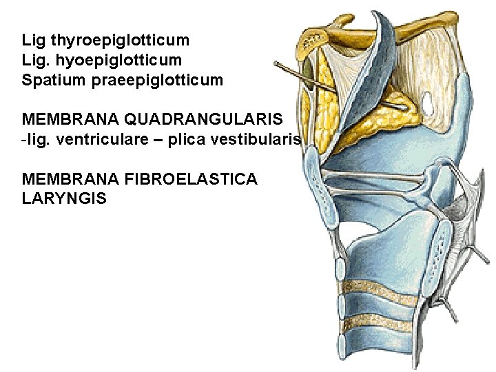 Lig thyroepiglotticum Lig. hyoepiglotticum Spatium praeepiglotticum MEMBRANA QUADRANGULARIS -lig. ventriculare – plica vestibularis MEMBRANA