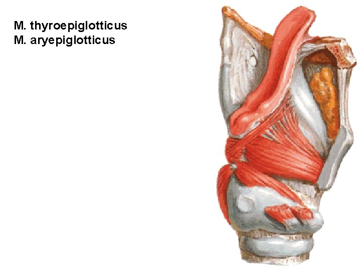 M. thyroepiglotticus M. aryepiglotticus M. thyroepiglotticus M. aryepiglotticus