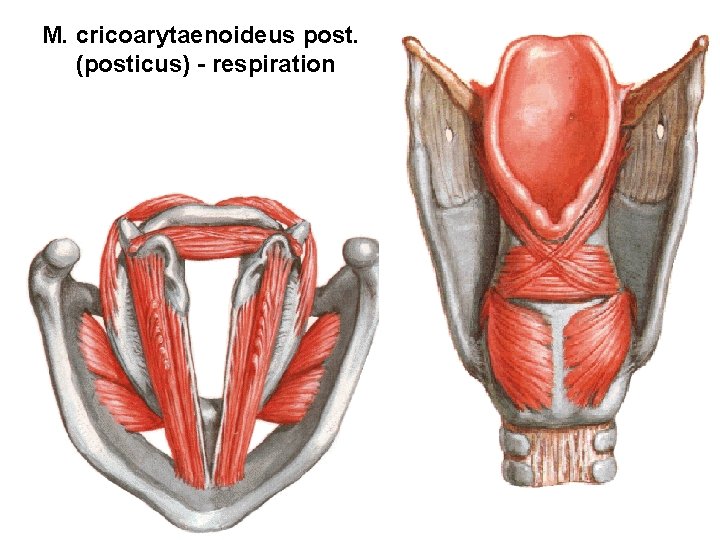 M. cricoarytaenoideus post. (posticus) - respiration 