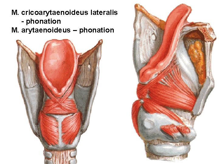 M. cricoarytaenoideus lateralis - phonation M. arytaenoideus – phonation M. cricoarytaenoideus lateralis - phonation M. arytaenoideus – phonation