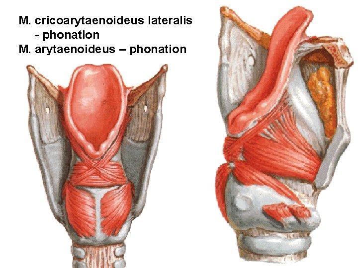 M. cricoarytaenoideus lateralis - phonation M. arytaenoideus – phonation 