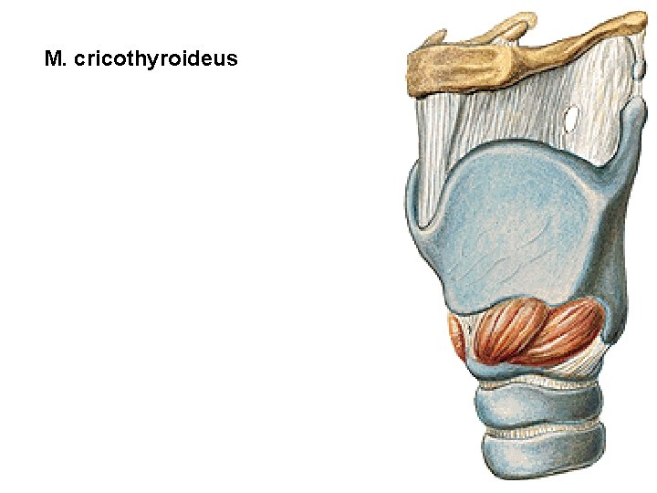 M. cricothyroideus M. cricothyroideus