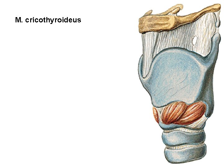 M. cricothyroideus 