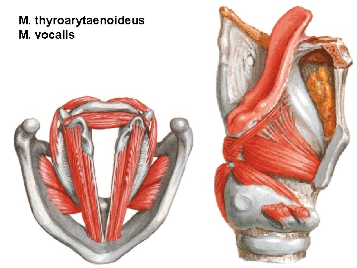 M. thyroarytaenoideus M. vocalis 