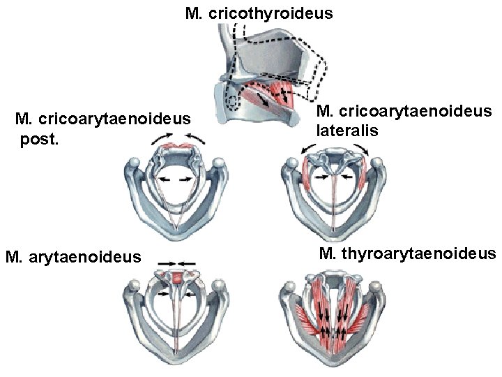 M. cricothyroideus M. cricoarytaenoideus post. M. arytaenoideus M. cricoarytaenoideus lateralis M. thyroarytaenoideus 