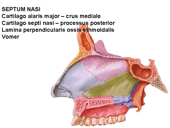 SEPTUM NASI Cartilago alaris major – crus mediale Cartilago septi nasi – processus posterior