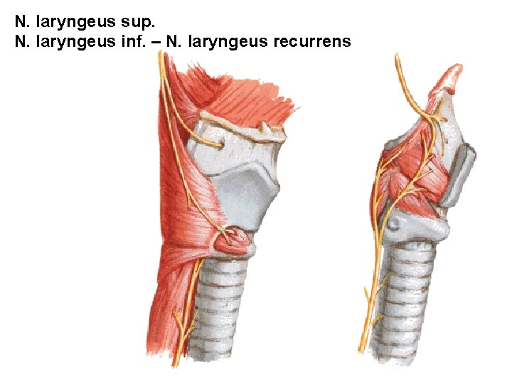 N. laryngeus sup. N. laryngeus inf. – N. laryngeus recurrens N. laryngeus sup. N. laryngeus inf. – N. laryngeus recurrens