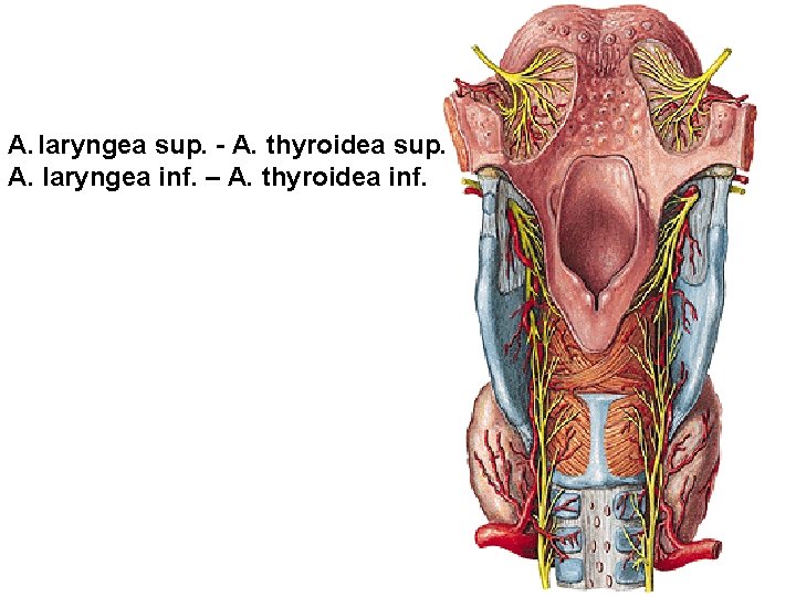 A. laryngea sup. - A. thyroidea sup. A. laryngea inf. – A. thyroidea inf.