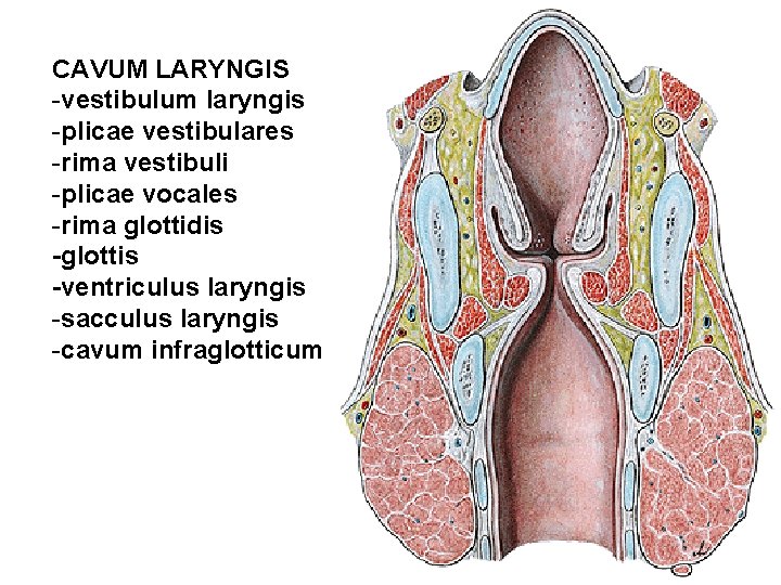 CAVUM LARYNGIS -vestibulum laryngis -plicae vestibulares -rima vestibuli -plicae vocales -rima glottidis -glottis -ventriculus