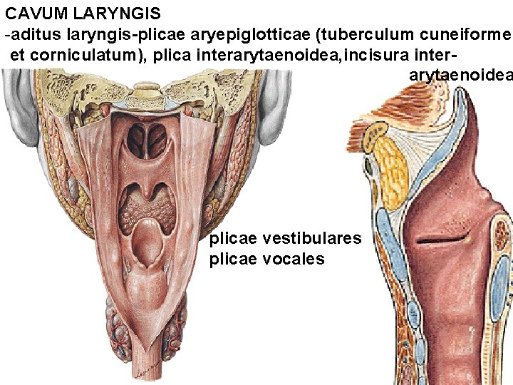 CAVUM LARYNGIS -aditus laryngis-plicae aryepiglotticae (tuberculum cuneiforme et corniculatum), plica interarytaenoidea, incisura interarytaenoidea plicae