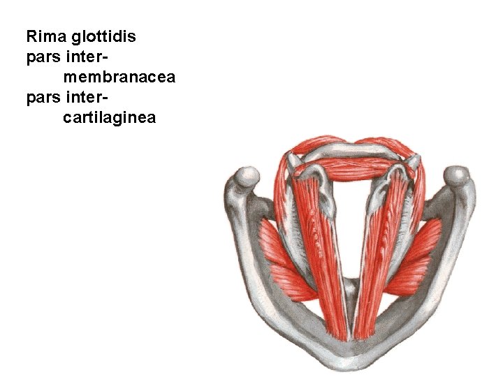 Rima glottidis pars intermembranacea pars intercartilaginea 