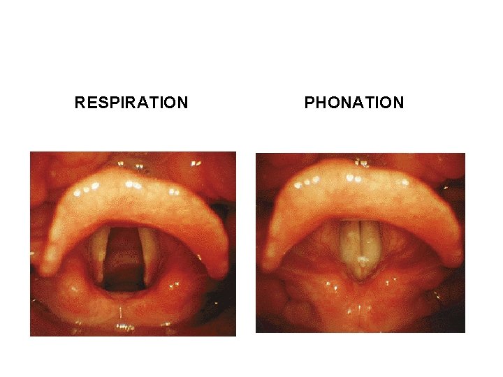 RESPIRATION PHONATION RESPIRATION PHONATION