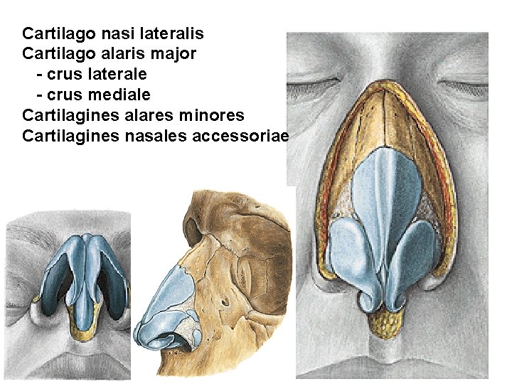 Cartilago nasi lateralis Cartilago alaris major - crus laterale - crus mediale Cartilagines alares