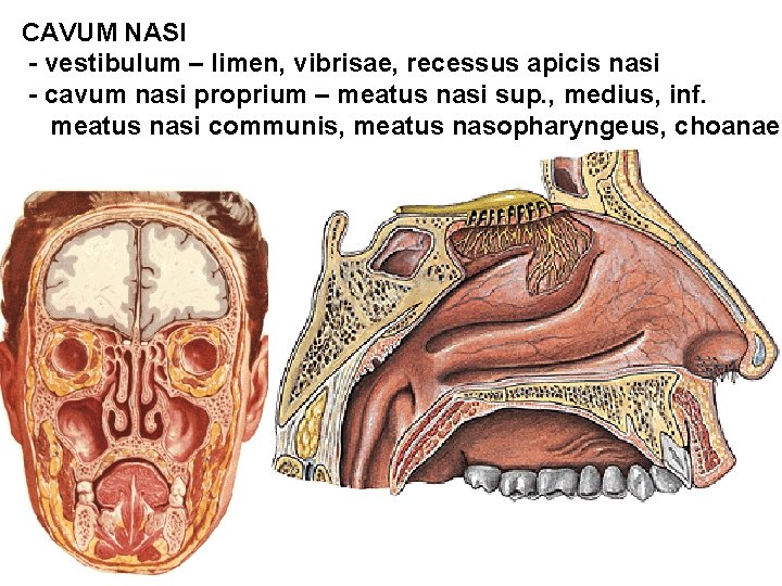 CAVUM NASI - vestibulum – limen, vibrisae, recessus apicis nasi - cavum nasi proprium